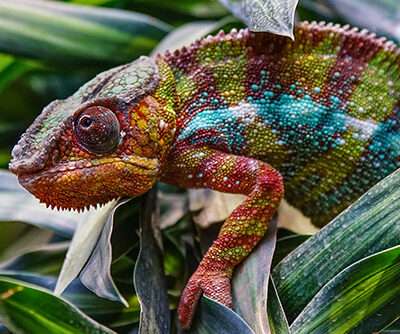 Quelle: Clipdealer.de, 11244418, erworbene Standardlizenz.